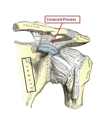 Coracoid Process Of Scapula