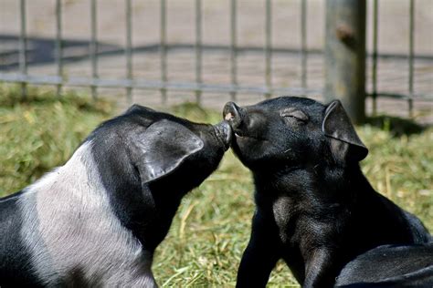 8 Facts About Teacup Pigs That Aren't So Cute