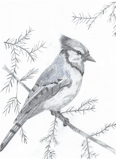 BlueJay save for pyrography pattern | Bird drawings, Bird pencil drawing, Bird sketch