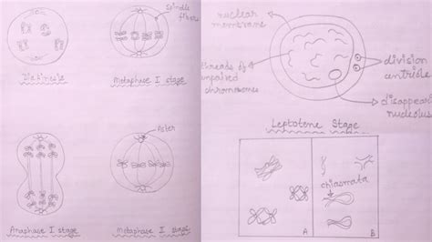 How To Draw Meiosis - Walkemploy23