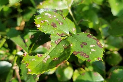 How to Identify and Treat 9 Common Rose Diseases | Gardener’s Path