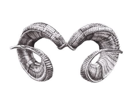 Ram Horns Drawing, Downloadable File for Digital Print - Etsy