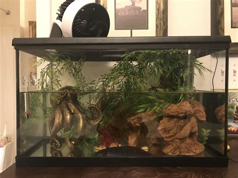 My Axolotl Tank Setup Ideas/ Feedback Appreciated, 51% OFF