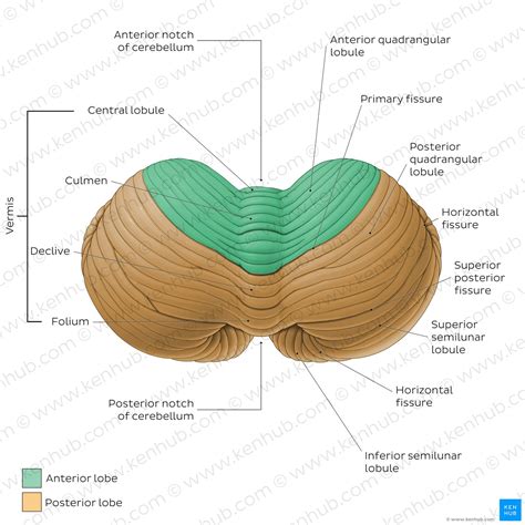 The Cerebellum Structure Position Vasculature, 58% OFF