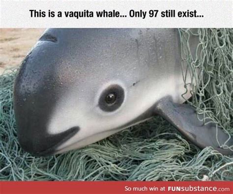 Also known as the Vaquita porpoise - FunSubstance