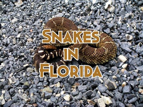 52 Snakes in Florida (Pictures And Identification)