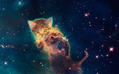 Space Cat Wallpaper | Backgrounds | Photos | Images | Pictures – YL Computing