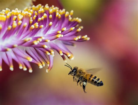 Online crop | close up focus photo of a Honey Bee flying near purple-and-yellow flower HD ...