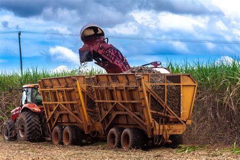 Sugar Cane Harvesting in Brazil Editorial Stock Photo - Image of machine, field: 241073708