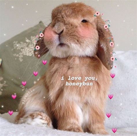 Pin on love | Cute love memes, Cute animal memes, Pet rabbit