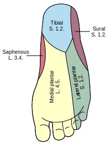 Sole (foot) - Wikipedia