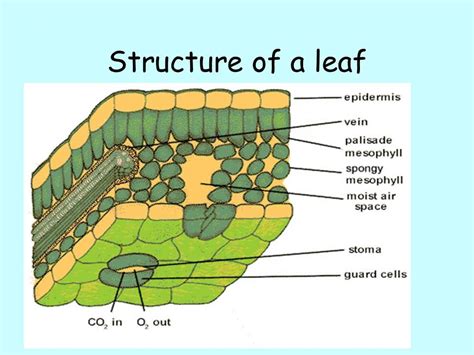 [DIAGRAM] Printable Leaf Diagram - MYDIAGRAM.ONLINE