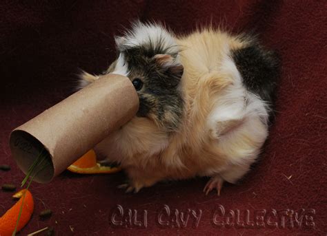 Diy Guinea Pig Toys With Toilet Paper Rolls – Wow Blog