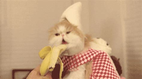 animals | GIF | PrimoGIF