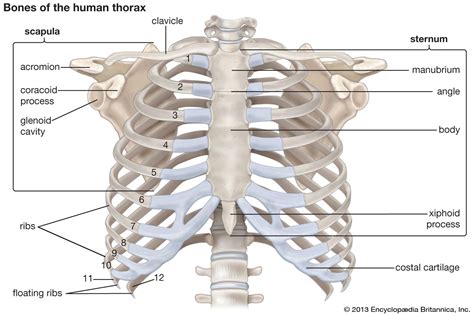 Rib Cage Anatomy Labeled The Ribs Rib Cage Articulations Fracture | Hot Sex Picture