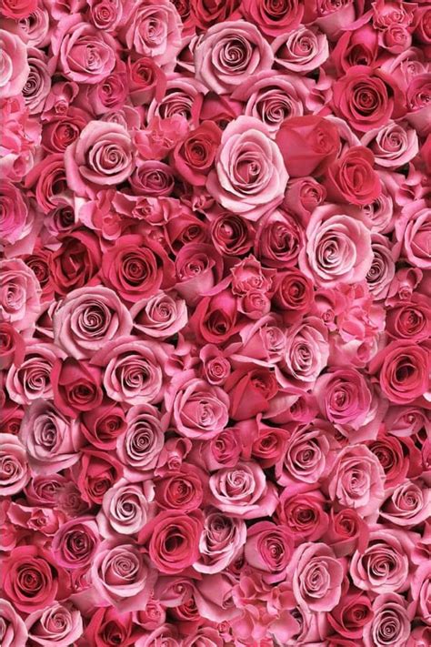 79 Wallpaper Pink Rose Picture - MyWeb