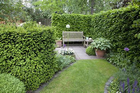 Best Privacy Hedges | Evergreens for Privacy | InstantHedge Blog