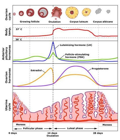 Combined Oral Contraceptive Pill (COCP) - Reproductive - Medbullets Step 1