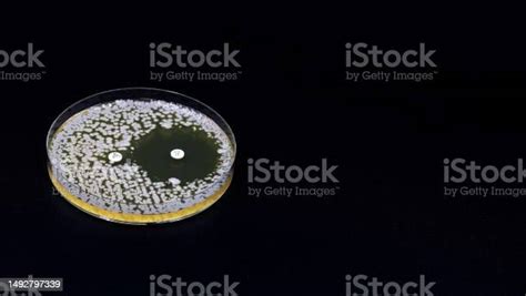 A Microbiological Culture Petri Dish With Bacteria Where An Antibiotic Resistance Test Has Been ...