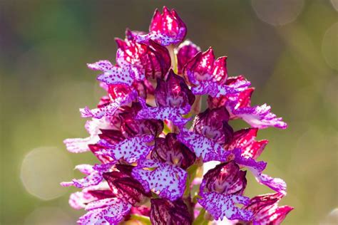 Rare Orchids: The Ultimate Guide - Gardeners' Magazine