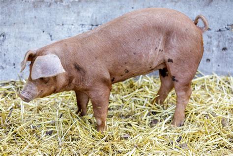 Red Wattle Pig: Hardy and Adaptable, Tasty Meat, Generous Litter Size, and Rapid Growth – FarmerDB