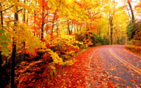 Fall Leaves Wallpapers Desktop - Wallpaper Cave