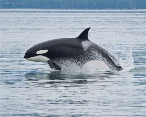 Breaching Orca, Alaska - Betty Sederquist Photography