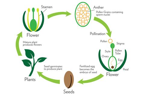 Reproduction In Plants Class 7 Mind Map