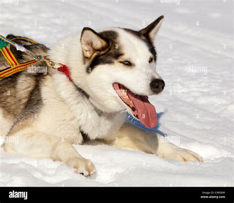 Sled dog, lead dog, Alaskan Husky, in harness, panting, resting in snow, frozen Yukon River ...