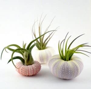 Unusual Air Plants - Home Decoration Inspiration Ideas and Gifts