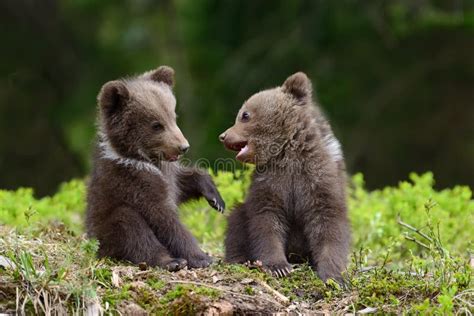 94,337 Brown Bear Stock Photos - Free & Royalty-Free Stock Photos from Dreamstime