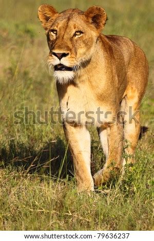 Lioness Hunting Stock Photo 79636237 : Shutterstock