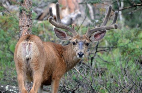 Photo Essay – Mule Deer Antlers – Mule Deer Foundation