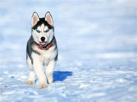 Siberian Husky Dog - Complete Guide & Facts - Animal Corner