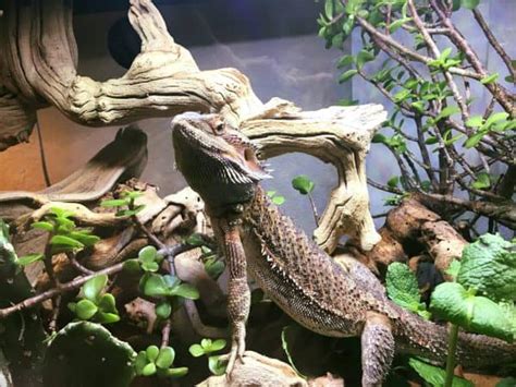 How to Make a Bioactive Vivarium (For Pet Lizards and Snakes)?