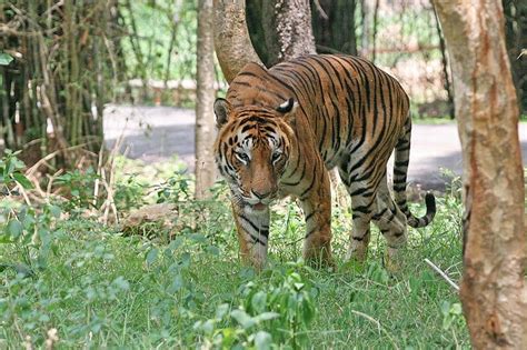 Bengal Tiger Animal Facts | Panthera Tigris Tigris | AZ Animals