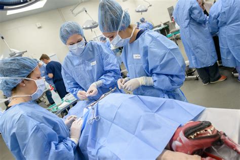 UF students advance surgery skills using synthetic cadavers » The Veterinary Page - College of ...