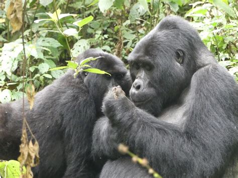 Partnering with Gorilla Habitat – PESITHO