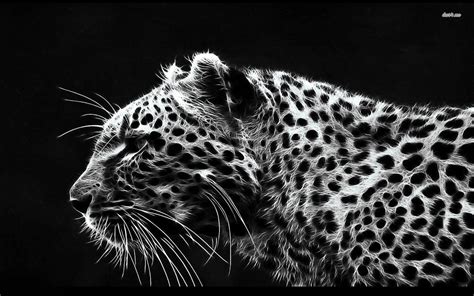 White Leopard Wallpapers - Wallpaper Cave