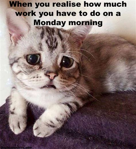 monday morning meme - 28 images - it s monday funnyanimalslol funny or cute pet memes, my face ...