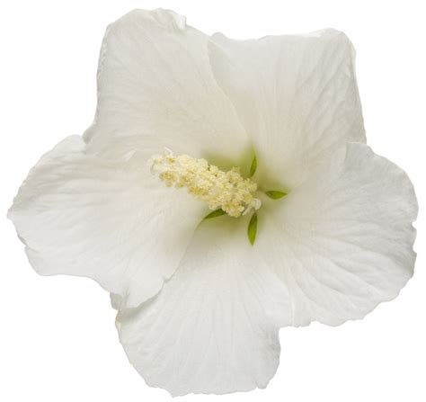 Hibiscus - White Pillar® - Pleasant View Gardens