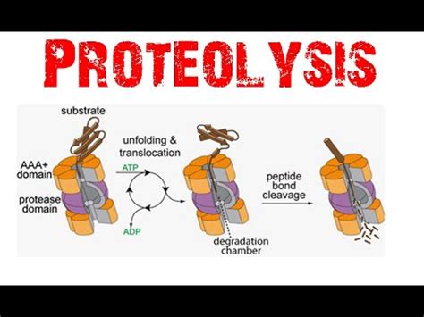 Proteolysis Mechanism