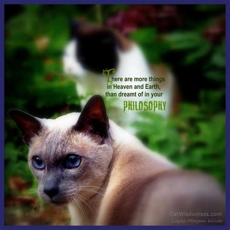 Cat Wisdom Quotes. QuotesGram