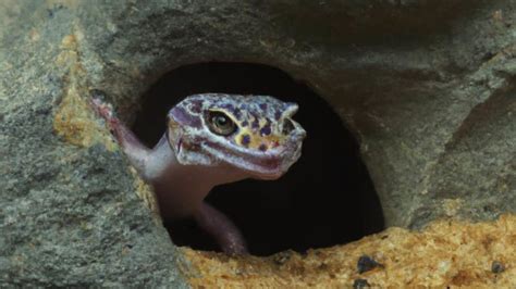 Leopard Gecko Hides - A Peek into their Private Spaces