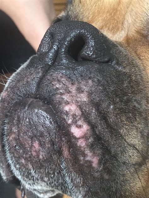 Dog Has Red Mark On Lip | Sitelip.org