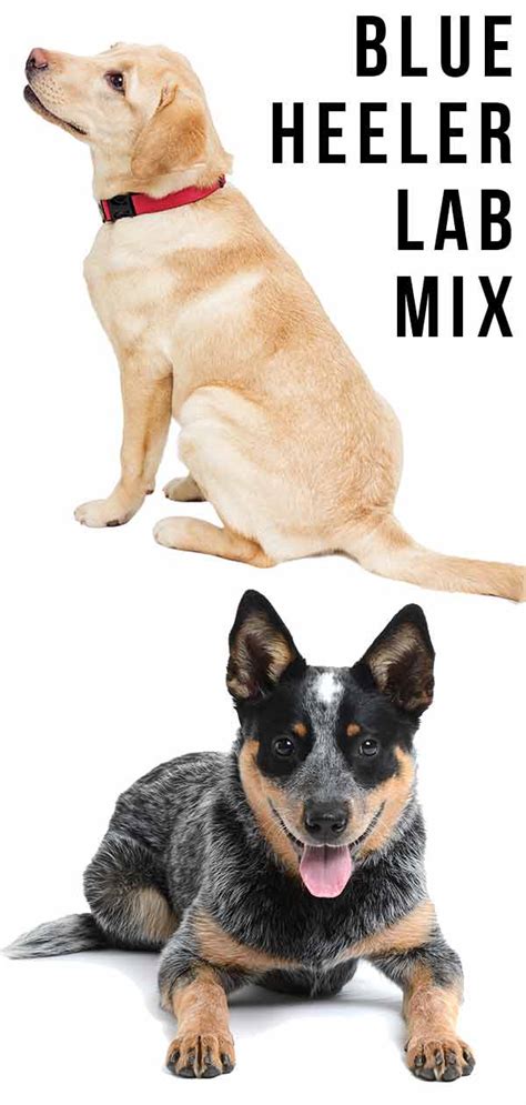 Blue Heeler Lab Mix - Everything You Need To Know About This Clever Hybrid