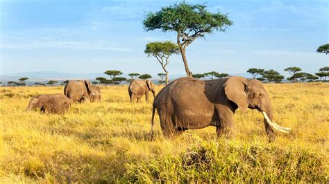 Maasai Mara National Reserve, Nakuru County - Book Tickets & Tours