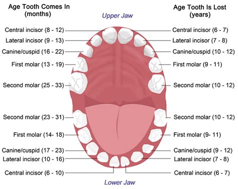 Tooth Anatomy - Gosford, Experienced Dentists: VC Dental