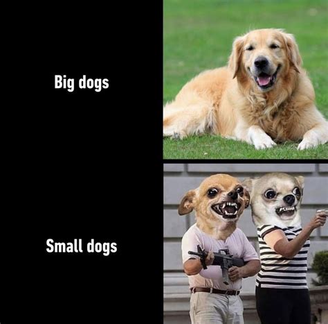 Big dogs vs small dogs - Meme by schizoidman :) Memedroid