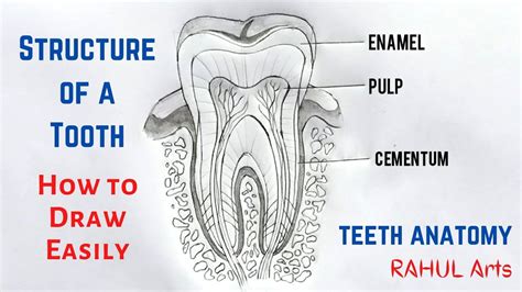 How to Draw the Structure of a Tooth